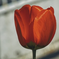 Czerwony tulipan w zbliżeniu na białym rozmytym tle