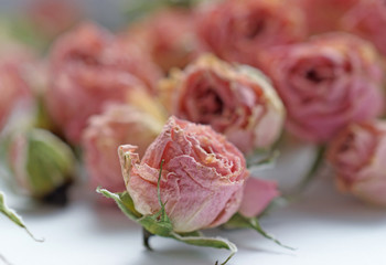 dry buds of small pink roses flowers with green sepals