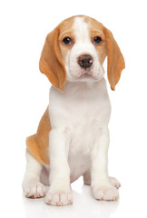 Young Beagle puppy