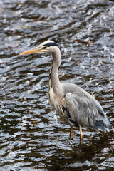 Grey Heron bird fishing in the river