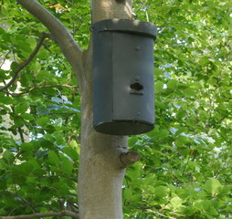 Winter quarter, sleeping place, hiding place. Accommodation for small bats
