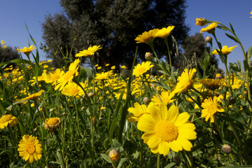 Obraz premium Flowers and Olive tree in the Apulian countryside, near Fasano, Italy