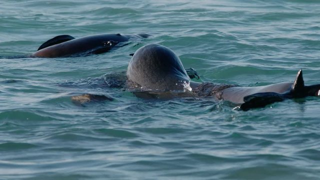 Australian fur seals playing in waters off Cape Bridgewater Australia - HD 30P