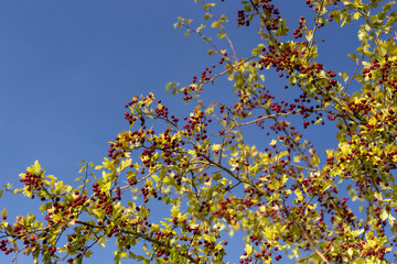 Früchte an einem Herbstbusch