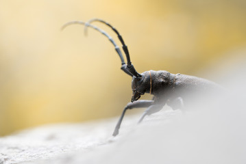 Longhorn Beetle (Morimus funereus) from Slovenia