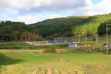 Fototapeta na wymiar Rows of green rice with small solar farm in Japanese countryside