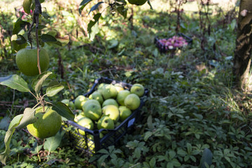 Fototapeta premium Autumn harvest of healthy organic growing green and red apples.