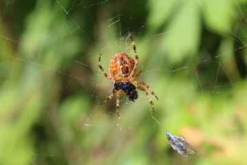 Spinne im Netz frisst Beute