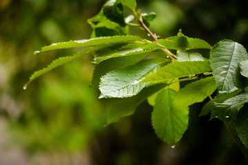 Green leaves with dew on a rainy day