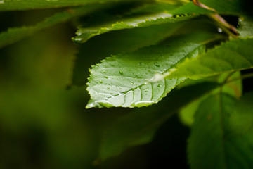 Green leaves close-up with dew on a rainy day