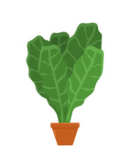 Lettuce Planted in Brown Pot Vector Illustration