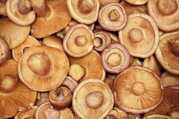 Background of raw fresh mushrooms from above close up