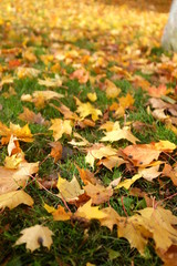 Autumn background with with colorful leaves