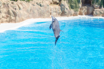 one dolphin is jumping through the blue water