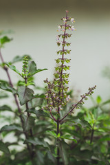 Sacred basil blossom