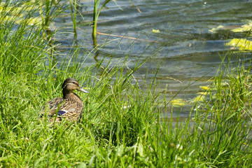 Mother duck with ducklings