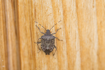 The bug the green tree shield Palomena prasina
