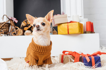 adorable chihuahua dog in sweater sitting on floor with christmas presents near by