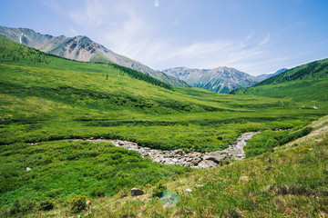 Fototapeta na wymiar Mountain creek in green valley among rich vegetation of highland in sunny day. Fast water flow from glacier under blue clear sky. Giant mountains with snow. Vivid landscape of majestic Altai nature.