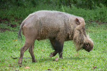 wild Bornean bearded pig in Bako National Park, Kuching, Borneo 