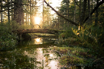 Sunset in the black forest, Germany