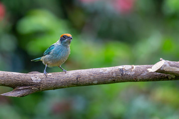 Scrub Tanager