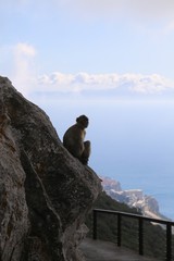 Affen auf Gibraltar