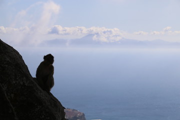 Affen auf Gibraltar