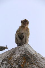 Affen auf Gibraltar