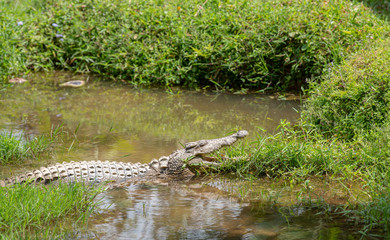 Nile Crocodile in Madagascar animals wildlife, wild animal in Madagascar. Holiday tour in Andasibe, Isalo, Masoala, Marojejy National parks.