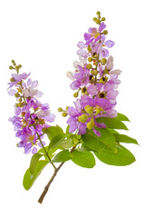 Bungor,Lagerstroemia floribunda Jack ,Lagerstroemia calyculata Kurz.Pink flowers isolated on a white background with clipping path.