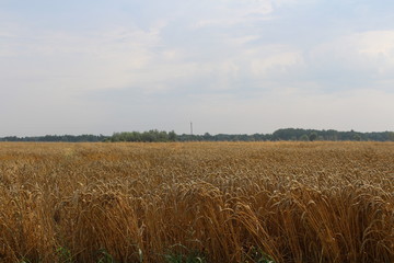 field