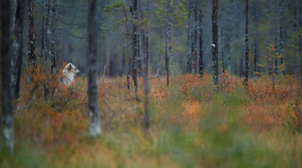Fototapeta premium Alone Brown Bear cub, Ursus arctos, almost white, standing in red autumn grass, carefully monitors surroundings in colorful, autumn taiga forest. Taiga landscape with brown bear, Russia.