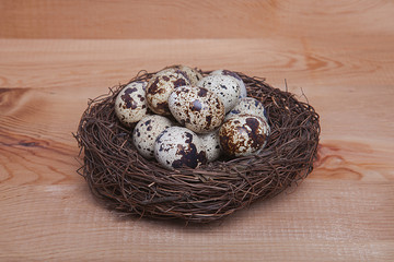 Obraz premium kuş yuvasında bıldırcın yumurtası