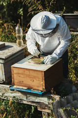 Male beekeeper in protective suite working with beehives and collecting honey. Beekeeping concept.