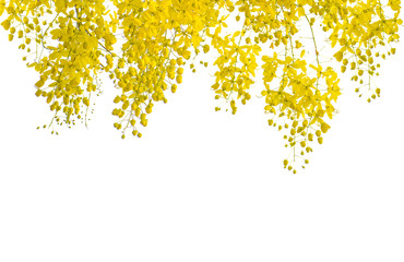 Cassia fistula isolated on white background with clipping path.
