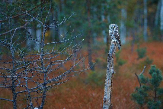 Boreal owl, Aegolius funereus, small, nocturnal owl, known as Tengmalm's owl, sitting on a small pine in a colorful, early autumn taiga environment against rays of rising sun. Europe.