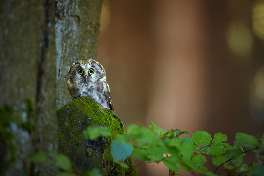 Close up boreal owl, Aegolius funereus, small, nocturnal owl, known as Tengmalm's owl, sitting on the old beech tree in the mountains forest of czech highland. Shy owl in the forest. Europe.