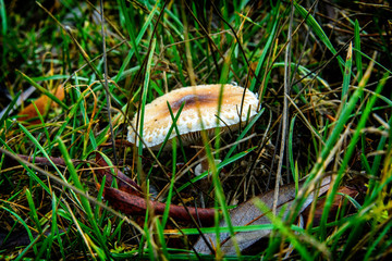 Autumn mushrooms in deciduous forests