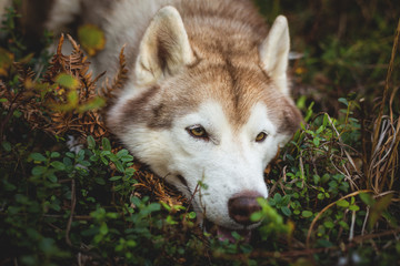 Profile Portrait of sad siberian Husky dog lying is on the ground in the fall forest at sunset