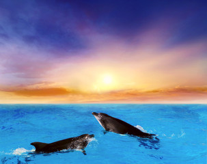 Dolphins Jumping .  Beautiful dolphin jumping from shining water  .   landscape at sunset . 