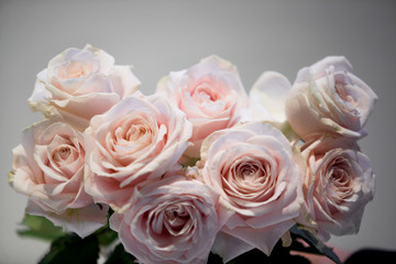Close up of bouquest of fresh light pink roses, short depth of field light grey background