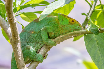 Female green Chameleon in Madagascar, green chameleons animal wildlife, wild animals in Madagascar. Holiday travel tour in Andasibe, Isalo, Masoala, Marojejy National parks. Chameleons.