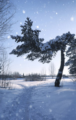 magic pine forest in winter season in snow