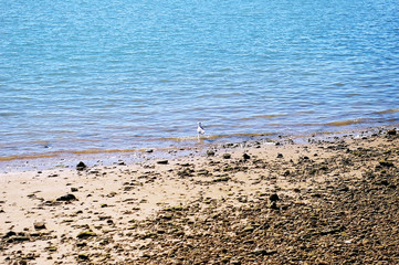 gaviota en la playa de la costa de la bahía de Cadiz, Andalucía. España