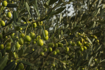 Olives vertes