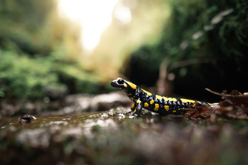 Fire salamander (Salamandra salamandra terrestris) in its natural habitat in Germany - obrazy, fototapety, plakaty