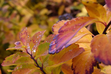 Bright colorful branches of bushes. Autumn time. Autumn in the park