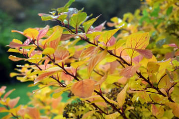 Bright colorful branches of bushes. Autumn time. Autumn in the park