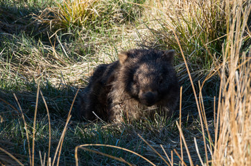 Wombat with Mange